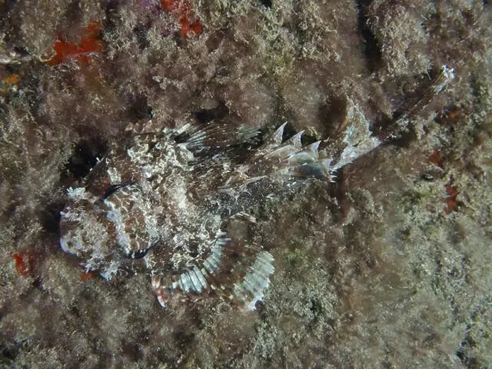 Framed Print : A camouflaged Black scorpionfish (Scorpaena porcus) resting on the bottom between algae at night Framed Print : A camouflaged Black scorpionfish (Scorpaena porcus) resting on the bottom between algae at night