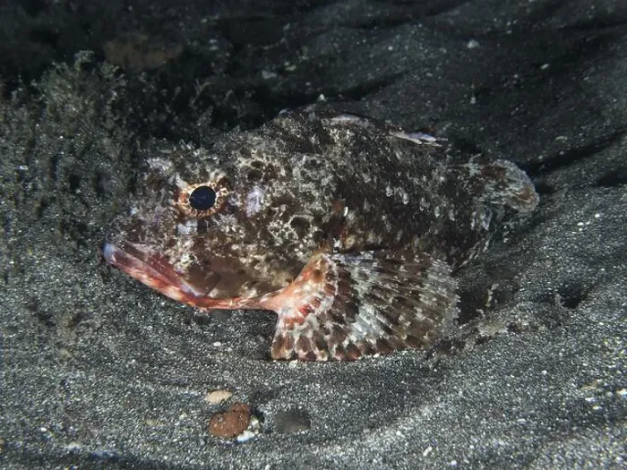 Framed Print : Camouflaged Black scorpionfish (Scorpaena porcus) on sandy seabed Framed Print : Camouflaged Black scorpionfish (Scorpaena porcus) on sandy seabed
