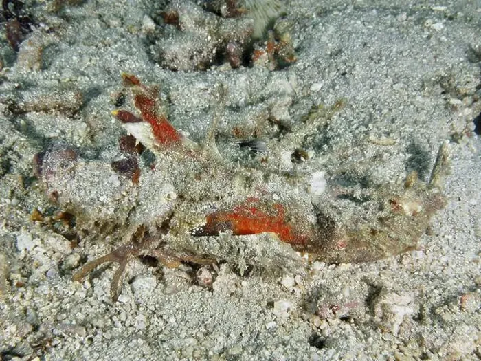Framed Print : A well camouflaged creature, Spiny Devilfish (Inimicus didactylus) Framed Print : A well camouflaged creature, Spiny Devilfish (Inimicus didactylus)