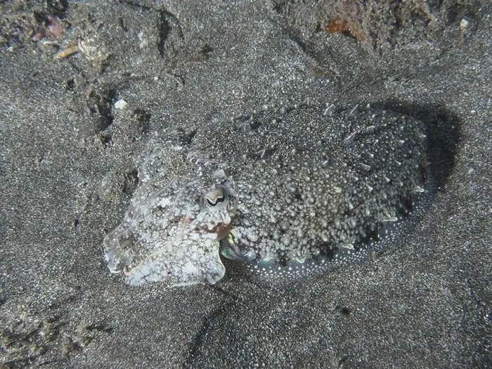 Framed Print : A well camouflaged cuttlefish, Common cuttlefish (Sepia officinalis) juvenile