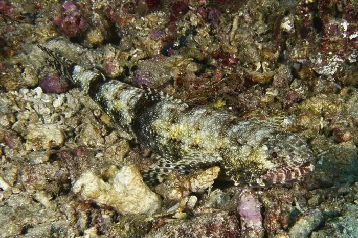 Framed Print : A well camouflaged fish, gracile lizardfish (Saurida gracilis) Framed Print : A well camouflaged fish, gracile lizardfish (Saurida gracilis)