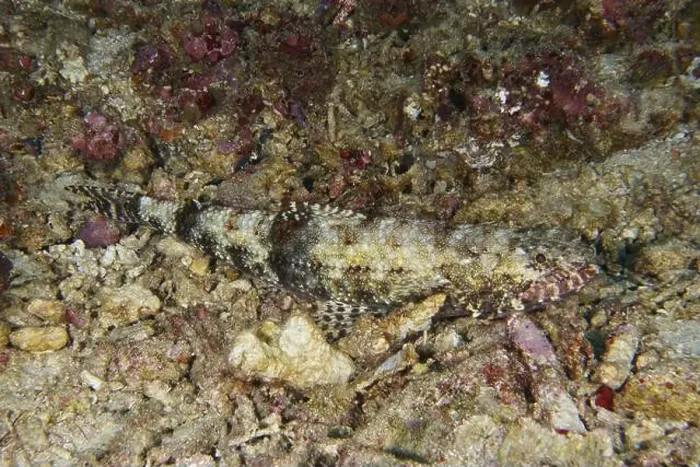 Framed Print : A camouflaged fish, gracile lizardfish (Saurida gracilis) Framed Print : A camouflaged fish, gracile lizardfish (Saurida gracilis)