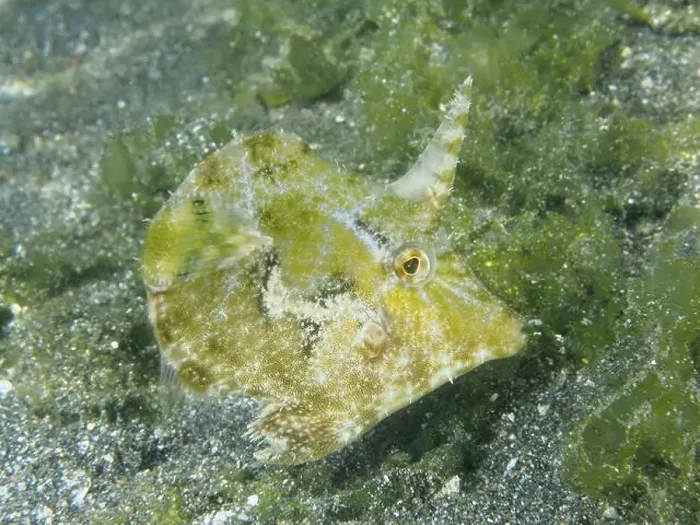 Framed Print : Well camouflaged fish, seagrass filefish (Acreichthys tomentosus) Framed Print : Well camouflaged fish, seagrass filefish (Acreichthys tomentosus)