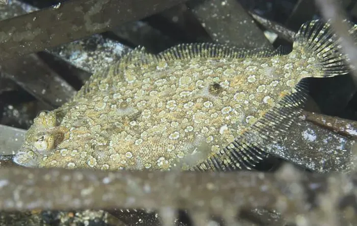 Framed Print : A well camouflaged flounder, eyespot dwarf turbot (Zeugopterus regius) Framed Print : A well camouflaged flounder, eyespot dwarf turbot (Zeugopterus regius)