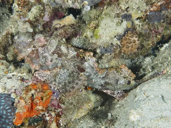 Framed Print : Well camouflaged fringed scorpionfish (Scorpaenopsis oxycephalus) hidden between corals under water Framed Print : Well camouflaged fringed scorpionfish (Scorpaenopsis oxycephalus) hidden between corals under water