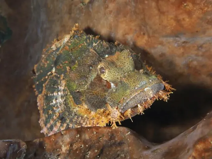 Framed Print : A well camouflaged fringed scorpionfish (Scorpaenopsis oxycephalus) resting on a sea sponge Framed Print : A well camouflaged fringed scorpionfish (Scorpaenopsis oxycephalus) resting on a sea sponge