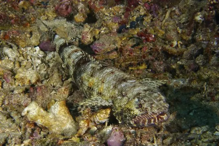 Framed Print : A well camouflaged gracile lizardfish (Saurida gracilis) Framed Print : A well camouflaged gracile lizardfish (Saurida gracilis)