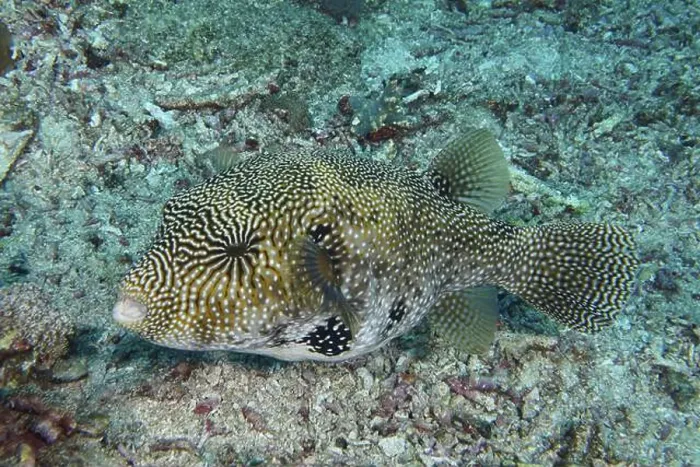 Framed Print : A well camouflaged map pufferfish (Arothron mappa) resting on the seabed Framed Print : A well camouflaged map pufferfish (Arothron mappa) resting on the seabed