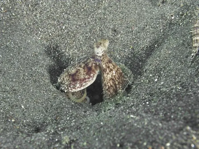 Framed Print : A well camouflaged Marbled Octopus (Amphioctopus aegina) in a sandy environment Framed Print : A well camouflaged Marbled Octopus (Amphioctopus aegina) in a sandy environment