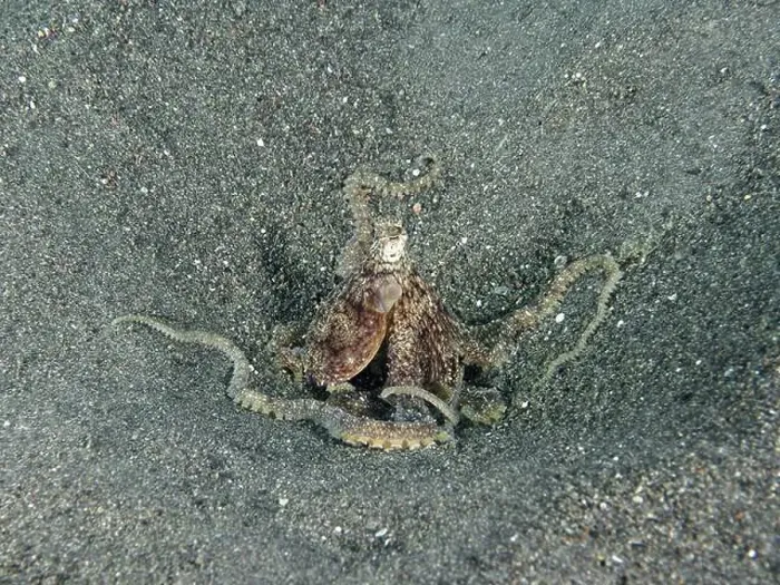Framed Print : Camouflaged Marbled Octopus (Amphioctopus aegina) on sandy seabed in relaxed position Framed Print : Camouflaged Marbled Octopus (Amphioctopus aegina) on sandy seabed in relaxed position