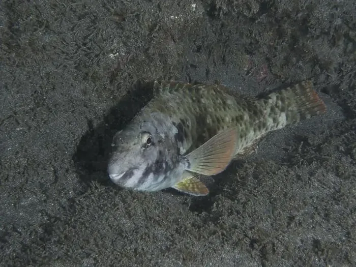 Framed Print : A well camouflaged Mediterranean parrotfish (Sparisoma cretense) resting on the sandy seabed at night Framed Print : A well camouflaged Mediterranean parrotfish (Sparisoma cretense) resting on the sandy seabed at night