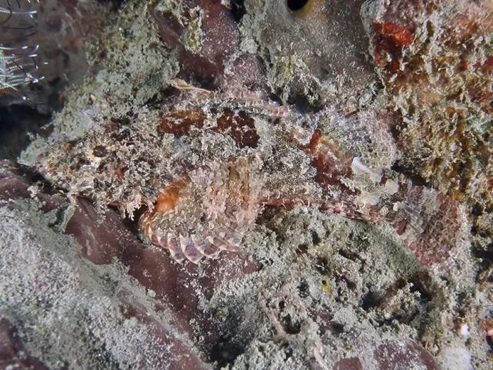 Framed Print : A well camouflaged Papuan scorpionfish (Scorpaenopsis papuensis) adapting to the rocky underwater environment Framed Print : A well camouflaged Papuan scorpionfish (Scorpaenopsis papuensis) adapting to the rocky underwater environment