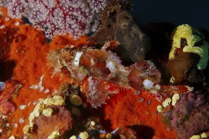 Framed Print : A well camouflaged Papuan scorpionfish (Scorpaenopsis papuensis) on colourful and textured sea sponges Framed Print : A well camouflaged Papuan scorpionfish (Scorpaenopsis papuensis) on colourful and textured sea sponges