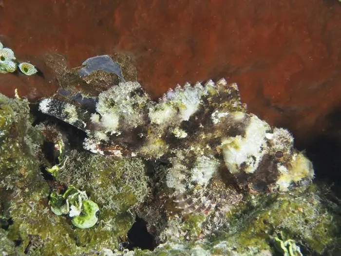 Framed Print : Camouflaged Papuan scorpionfish (Scorpaenopsis papuensis) in an underwater landscape with corals Framed Print : Camouflaged Papuan scorpionfish (Scorpaenopsis papuensis) in an underwater landscape with corals