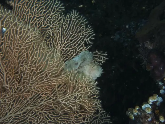 Framed Print : A well camouflaged rocking fish (Taenianotus triacanthus) is hidden between branching corals Framed Print : A well camouflaged rocking fish (Taenianotus triacanthus) is hidden between branching corals