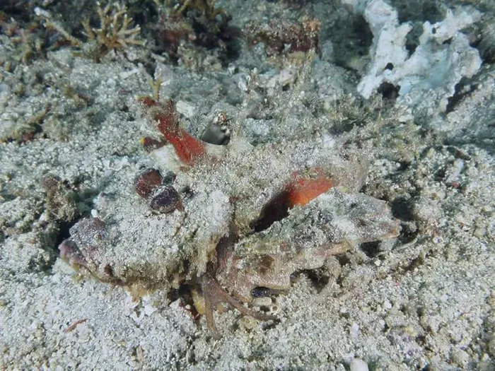 Framed Print : A camouflaged spiny devil fish (Inimicus didactylus) lies barely visible on the sandy seabed Framed Print : A camouflaged spiny devil fish (Inimicus didactylus) lies barely visible on the sandy seabed