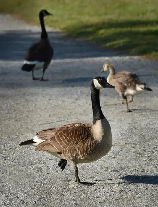 Framed Print : Canada geese (Branta canadenis) in a public park in Flat Rock, North Carolina Framed Print : Canada geese (Branta canadenis) in a public park in Flat Rock, North Carolina