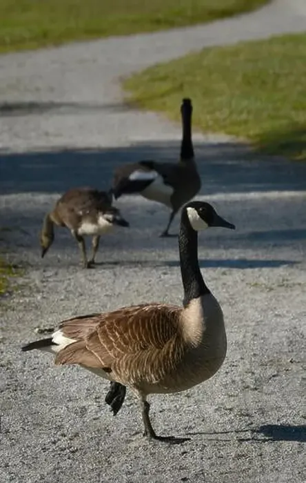 Framed Print : Canada geese (Branta canadenis) in a public park in Flat Rock, North Carolina Framed Print : Canada geese (Branta canadenis) in a public park in Flat Rock, North Carolina