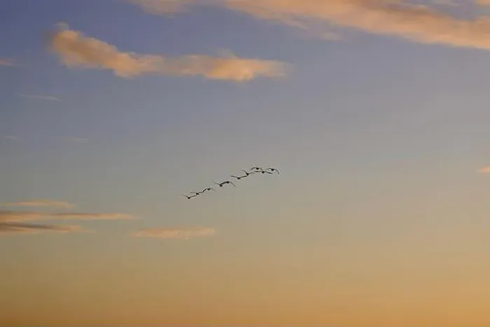 Framed Print : Canada Geese (Branta canadensis)
