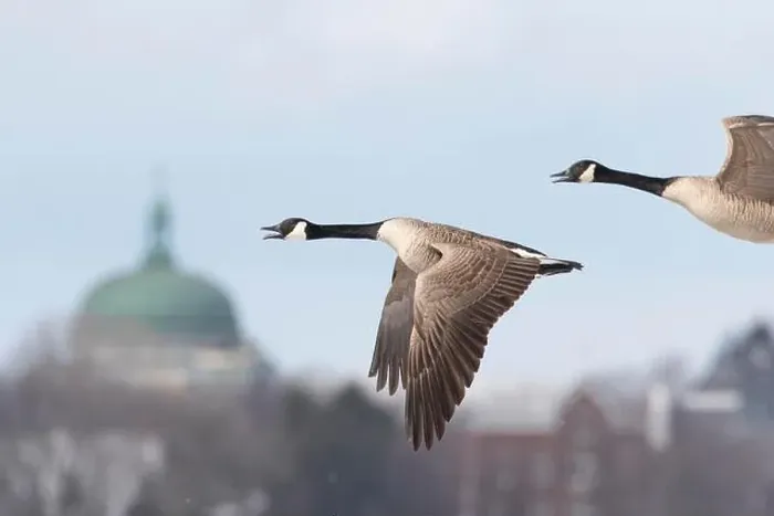 Framed Print : Canada geese (branta canadensis), pair flying along the Saint lawrence river. province of Quebec. Canada Framed Print : Canada geese (branta canadensis), pair flying along the Saint lawrence river. province of Quebec. Canada