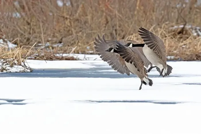 Framed Print : Canada geese (branta canadensis) Framed Print : Canada geese (branta canadensis)