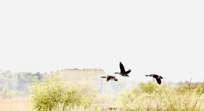 Framed Print : Canada Geese (Branta canadensis) Framed Print : Canada Geese (Branta canadensis)