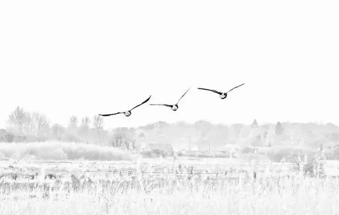 Framed Print : Canada Geese (Branta canadensis) Framed Print : Canada Geese (Branta canadensis)