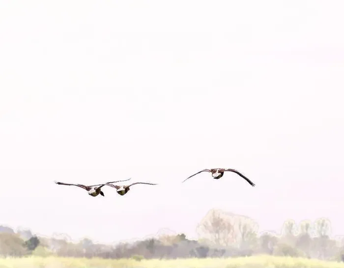 Framed Print : Canada Geese (Branta canadensis)