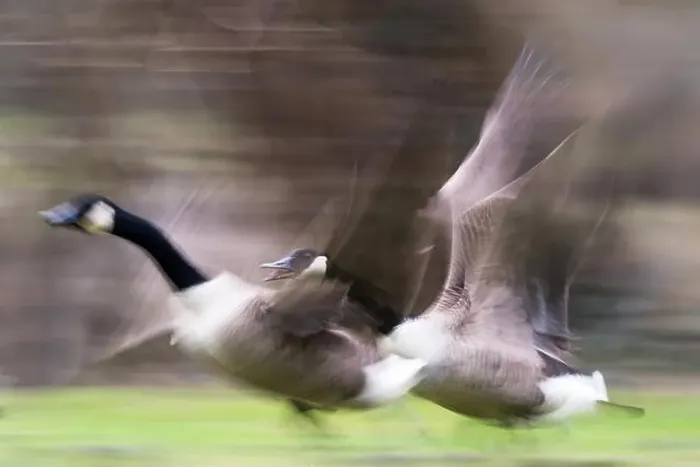 Framed Print : Two Canada geese (Branta canadensis), flying, motion blur, Hesse, Germany Framed Print : Two Canada geese (Branta canadensis), flying, motion blur, Hesse, Germany