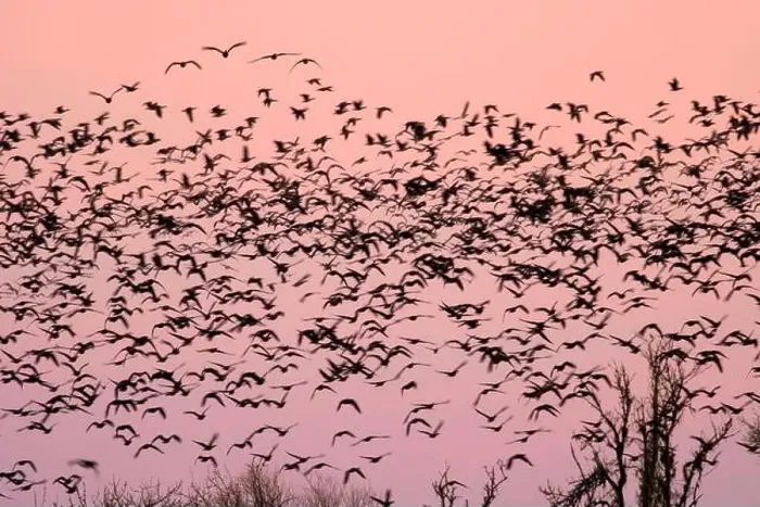Framed Print : Canada geese (Branta canadensis) blur in dawn flight at McFadden's Marsh Framed Print : Canada geese (Branta canadensis) blur in dawn flight at McFadden's Marsh