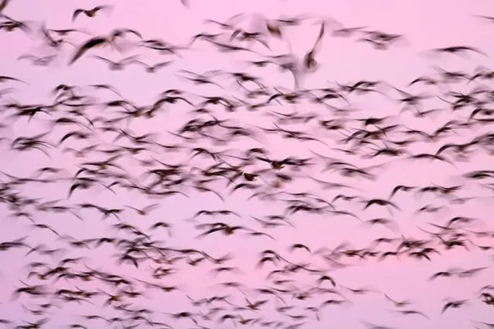 Framed Print : Canada geese (Branta canadensis) blur in dawn flight at McFadden's Marsh Framed Print : Canada geese (Branta canadensis) blur in dawn flight at McFadden's Marsh