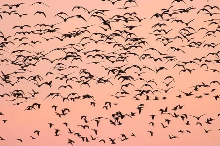 Framed Print : Canada geese (Branta canadensis) blur in dawn flight at McFadden's Marsh Framed Print : Canada geese (Branta canadensis) blur in dawn flight at McFadden's Marsh