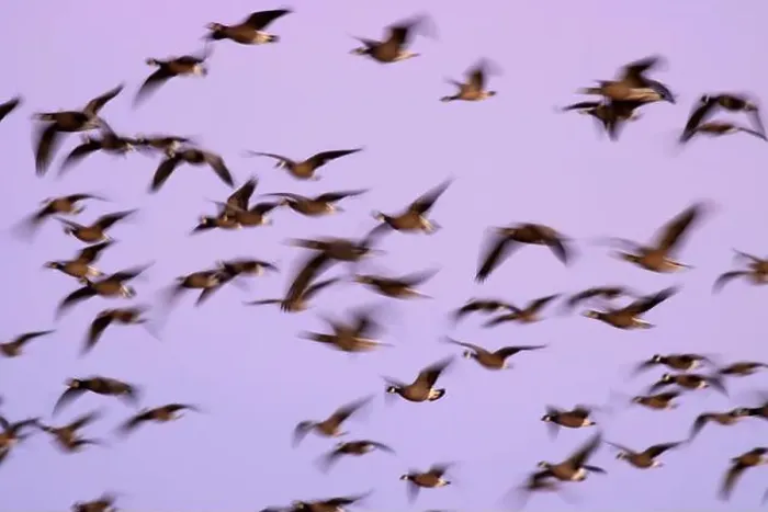 Framed Print : Canada geese (Branta canadensis) blur in dawn flight at McFadden's Marsh Framed Print : Canada geese (Branta canadensis) blur in dawn flight at McFadden's Marsh