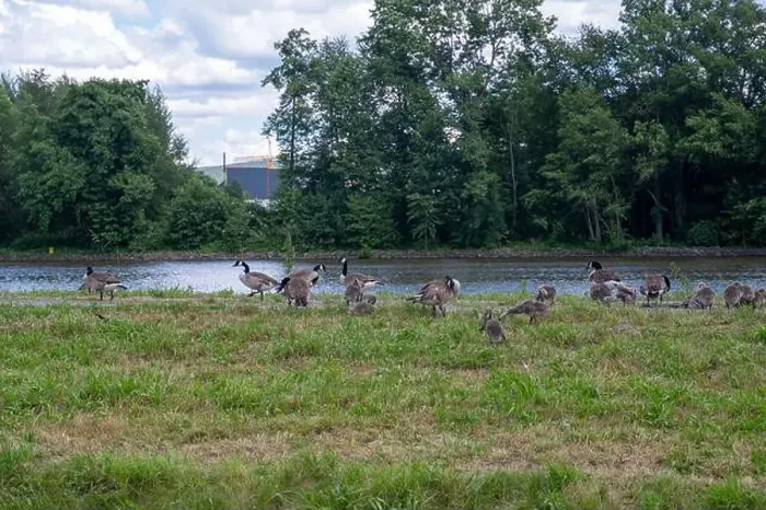 Framed Print : Many Canada geese ( Branta canadensis ) and chicks on a green meadow near the river bank Framed Print : Many Canada geese ( Branta canadensis ) and chicks on a green meadow near the river bank