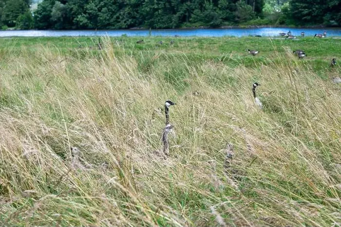 Framed Print : Some Canada geese ( Branta canadensis ) and their chicks almost hidden in the tall grass in a meadow on the river bank Framed Print : Some Canada geese ( Branta canadensis ) and their chicks almost hidden in the tall grass in a meadow on the river bank