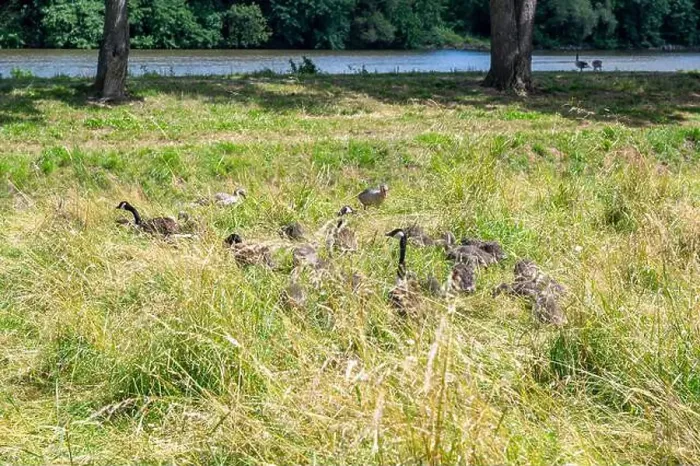 Framed Print : Some Canada geese ( Branta canadensis ) and their chicks almost hidden in the tall grass in a meadow on the river bank Framed Print : Some Canada geese ( Branta canadensis ) and their chicks almost hidden in the tall grass in a meadow on the river bank