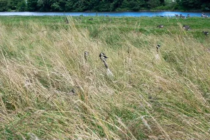 Framed Print : Some Canada geese ( Branta canadensis ) and their chicks almost hidden in the tall grass in a meadow on the river bank Framed Print : Some Canada geese ( Branta canadensis ) and their chicks almost hidden in the tall grass in a meadow on the river bank