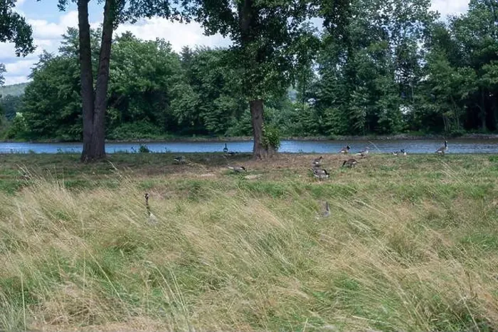 Framed Print : Some Canada geese ( Branta canadensis ) and their chicks almost hidden in the tall grass in a meadow on the river bank Framed Print : Some Canada geese ( Branta canadensis ) and their chicks almost hidden in the tall grass in a meadow on the river bank