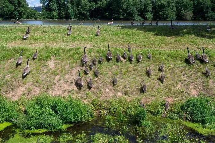 Framed Print : Some Canada geese ( Branta canadensis ) and their chicks run up a slope in a meadow on the river bank Framed Print : Some Canada geese ( Branta canadensis ) and their chicks run up a slope in a meadow on the river bank
