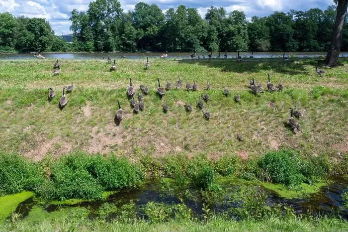 Framed Print : Some Canada geese ( Branta canadensis ) and their chicks run up a slope in a meadow on the river bank Framed Print : Some Canada geese ( Branta canadensis ) and their chicks run up a slope in a meadow on the river bank