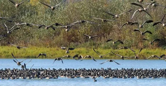 Framed Print : Canada geese (Branta canadensis) on Fernhill Lake in flight, Fernhill Wetlands, Forest Grove, Oregon Framed Print : Canada geese (Branta canadensis) on Fernhill Lake in flight, Fernhill Wetlands, Forest Grove, Oregon