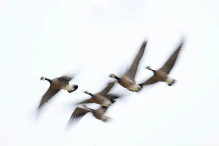 Framed Print : Canada geese (Branta canadensis) in flight at McFadden's Marsh, William Finley National Wildlife Refuge, Oregon