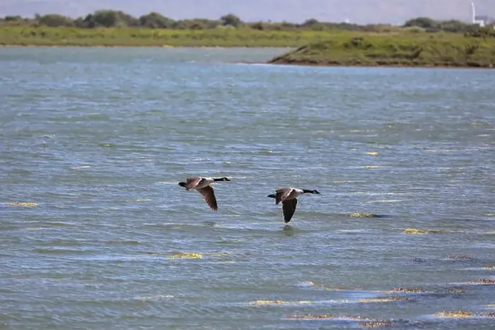 Framed Print : Two Canada geese (Branta canadensis) flying close together from left to right over water with land in the background Framed Print : Two Canada geese (Branta canadensis) flying close together from left to right over water with land in the background