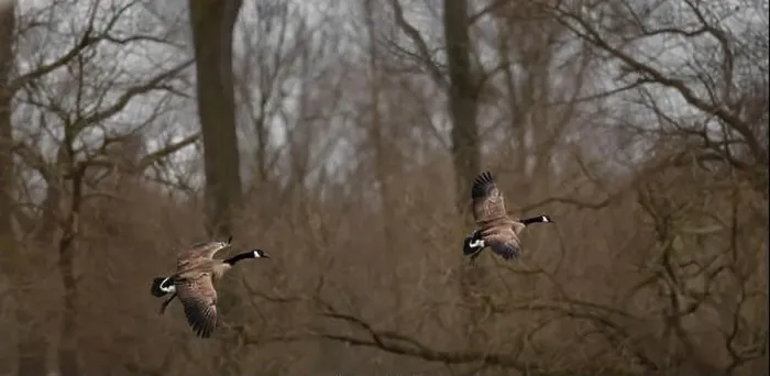 Framed Print : Two Canada geese (Branta Canadensis) flying from left to right with leafless trees in the background Framed Print : Two Canada geese (Branta Canadensis) flying from left to right with leafless trees in the background