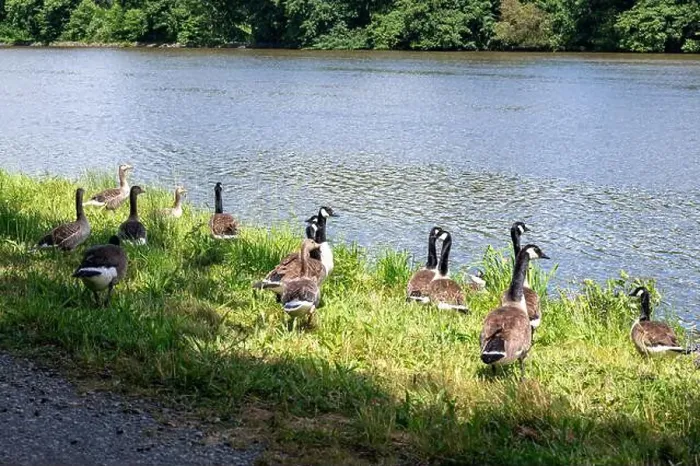 Framed Print : Many Canada geese ( Branta canadensis ) in the green grass in the wild, on the bank of a river Framed Print : Many Canada geese ( Branta canadensis ) in the green grass in the wild, on the bank of a river