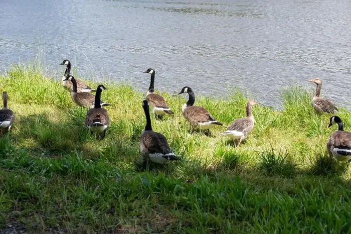 Framed Print : Many Canada geese ( Branta canadensis ) in the green grass in the wild, on the bank of a river Framed Print : Many Canada geese ( Branta canadensis ) in the green grass in the wild, on the bank of a river