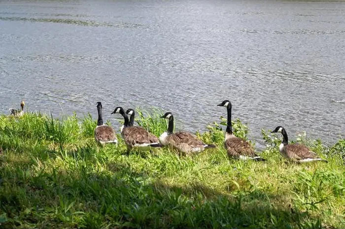 Framed Print : Many Canada geese ( Branta canadensis ) in the green grass in the wild, on the bank of a river Framed Print : Many Canada geese ( Branta canadensis ) in the green grass in the wild, on the bank of a river