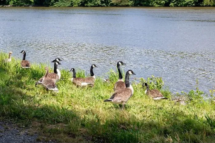 Framed Print : Many Canada geese ( Branta canadensis ) in the green grass in the wild, on the bank of a river Framed Print : Many Canada geese ( Branta canadensis ) in the green grass in the wild, on the bank of a river