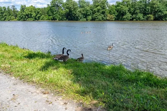 Framed Print : Many Canada geese ( Branta canadensis ) in the green grass in the wild, on the bank of a river Framed Print : Many Canada geese ( Branta canadensis ) in the green grass in the wild, on the bank of a river