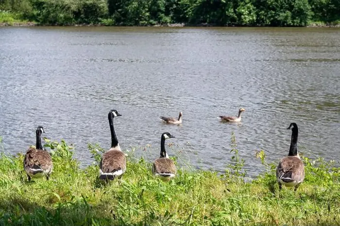 Framed Print : Many Canada geese ( Branta canadensis ) in the green grass in the wild, on the bank of a river Framed Print : Many Canada geese ( Branta canadensis ) in the green grass in the wild, on the bank of a river